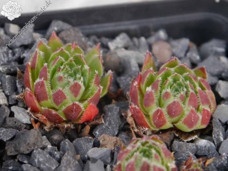 globiferum ssp. hirtum from Fischauer Berge