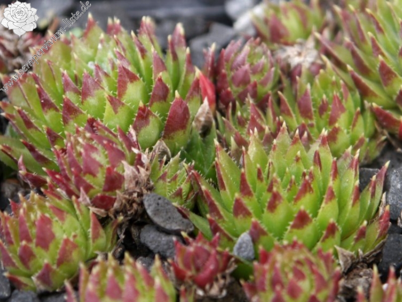 globiferum ssp. hirtum (tatrensis) from Veľký Rozsutec
