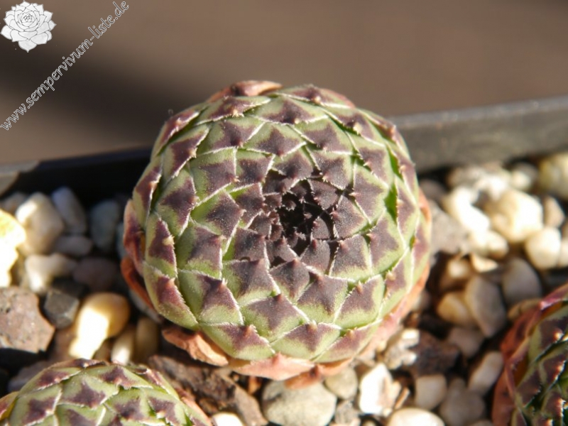 cantabricum ssp. guadarramense from Las Torres de la Pedriza