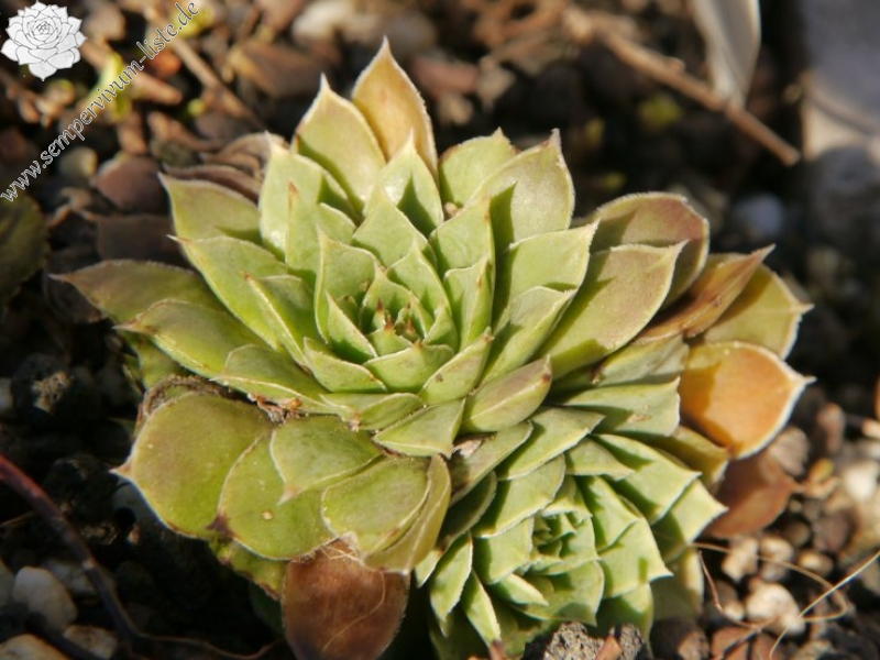 heuffelii from Olymp