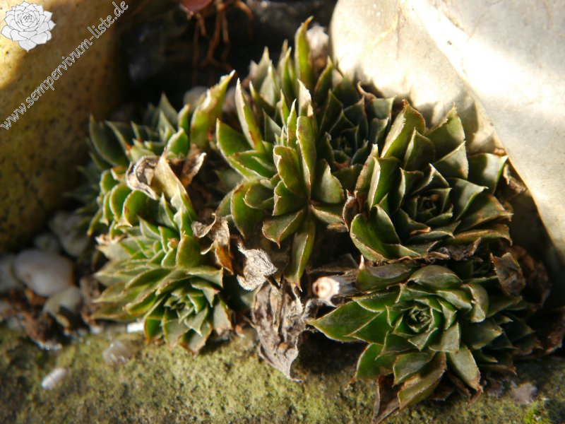heuffelii from Partizansky Planina