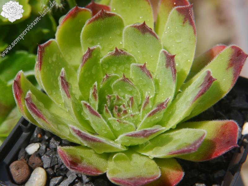 heuffelii from Rilagebirge