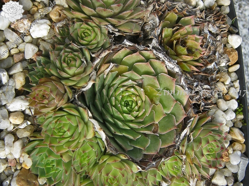 calcareum from Col de Gleize (Typ 2 Sammlung Haberer)