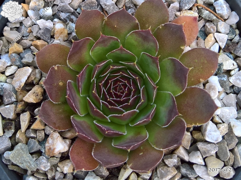 Korspelse Bekhora Jovi