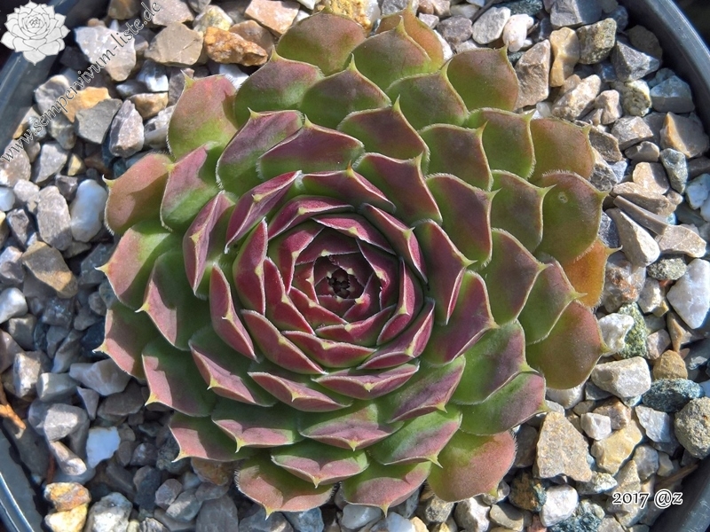 Korspelse Belzimee / Jovi