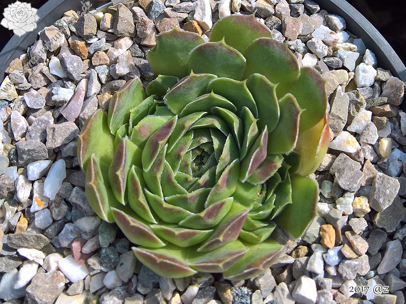 Korspelse Denoelig / Jovi