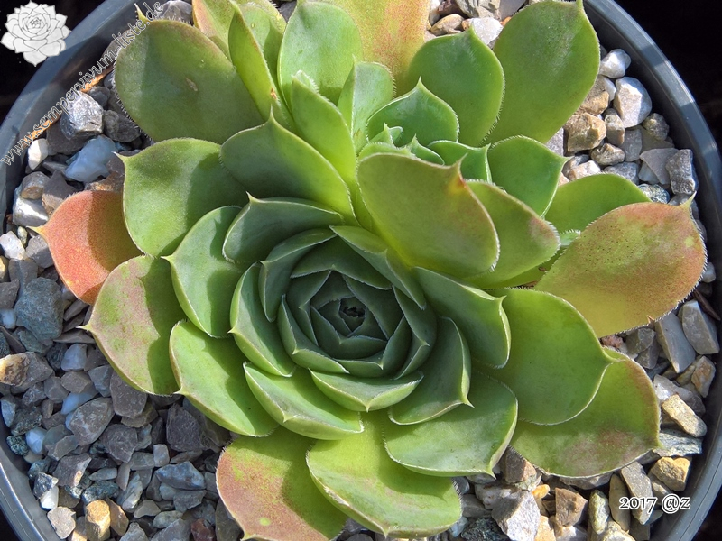 Korspelse Eudose / Jovi