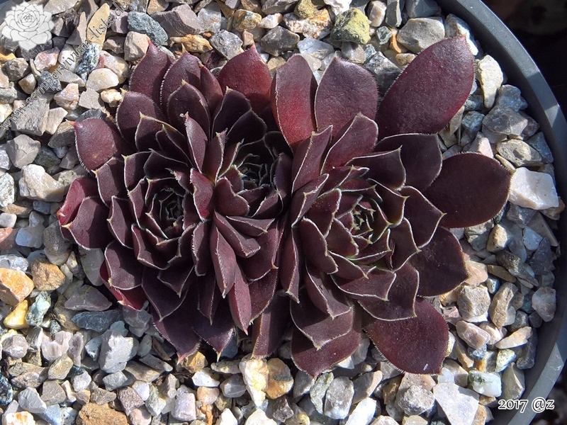 Korspelse Floteal / Jovi