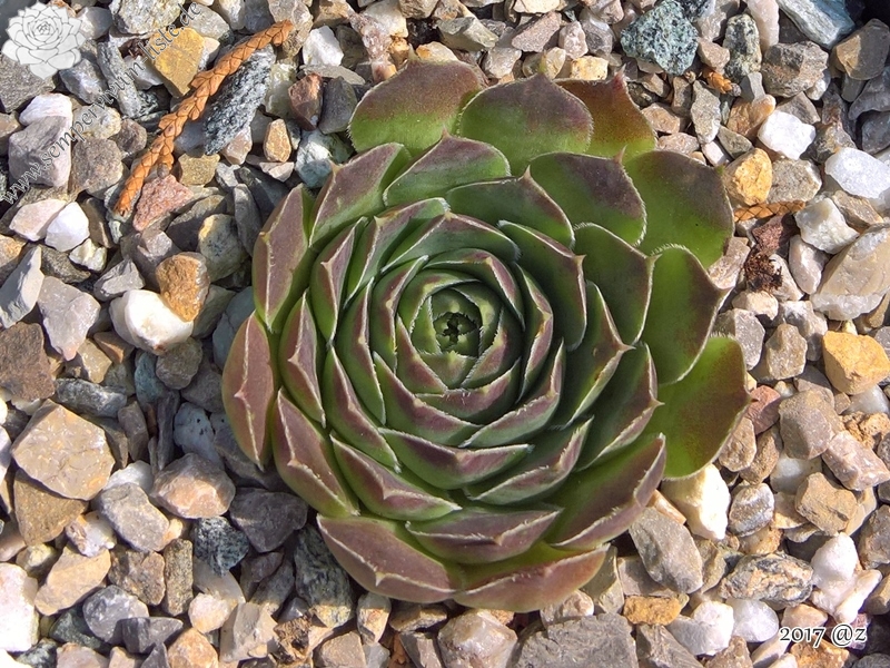 Korspelse Gadite / Jovi