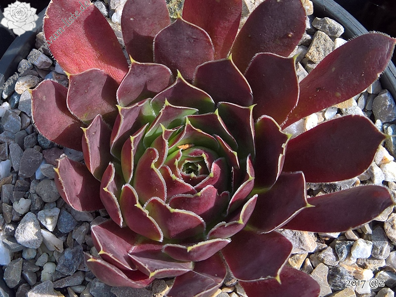 Korspelse Genofee / Jovi