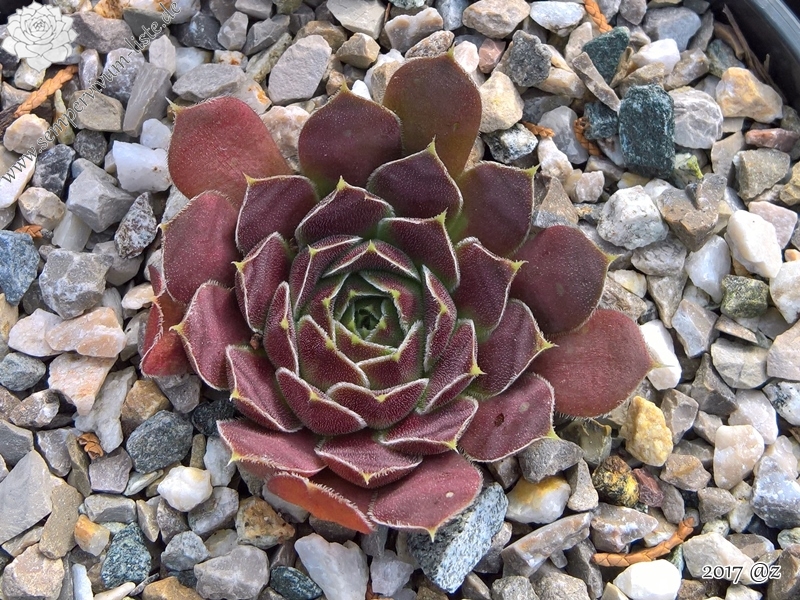 Korspelse Gipsy Rose / Jovi