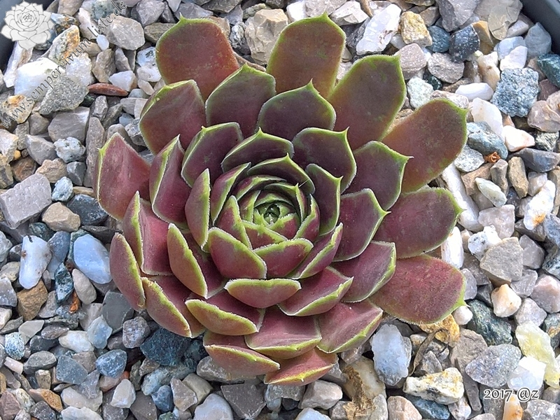 Korspelse Guyotte / Jovi