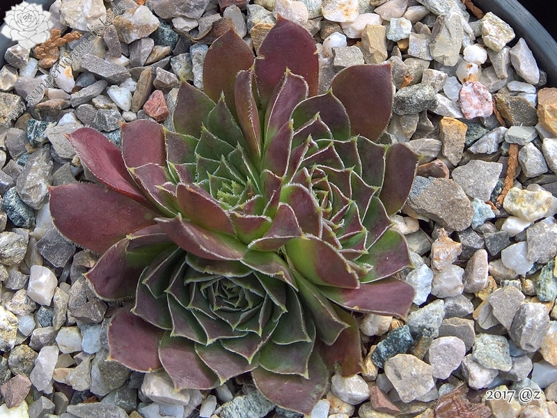 Korspelse Harpa / Jovi