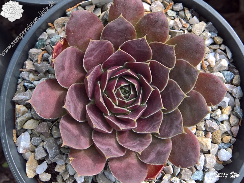 Korspelse Herdis / Jovi