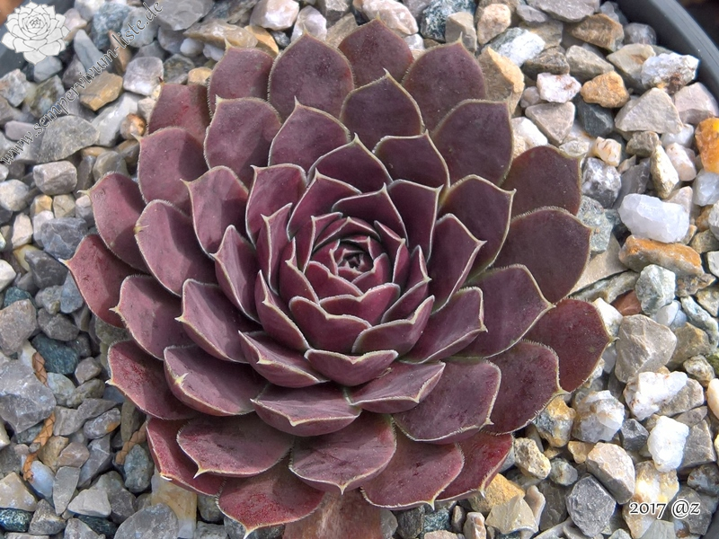 Korspelse Hervinia / Jovi