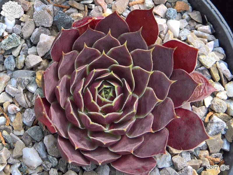 Korspelse Idaise / Jovi