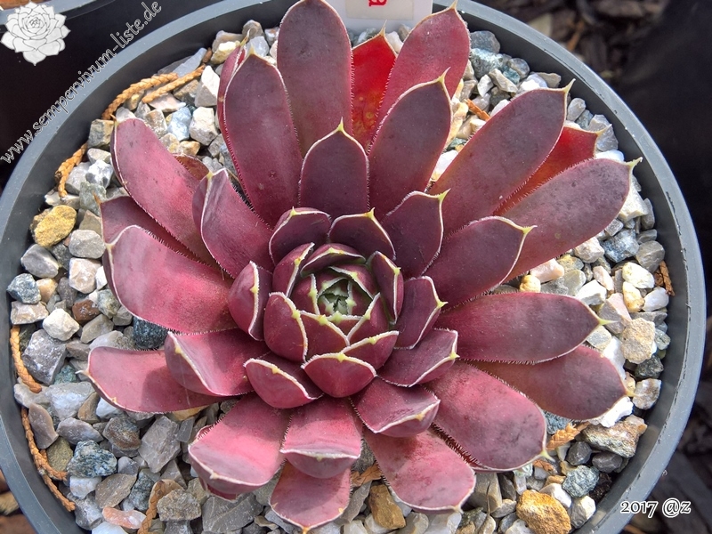 Korspelse Initia / Jovi