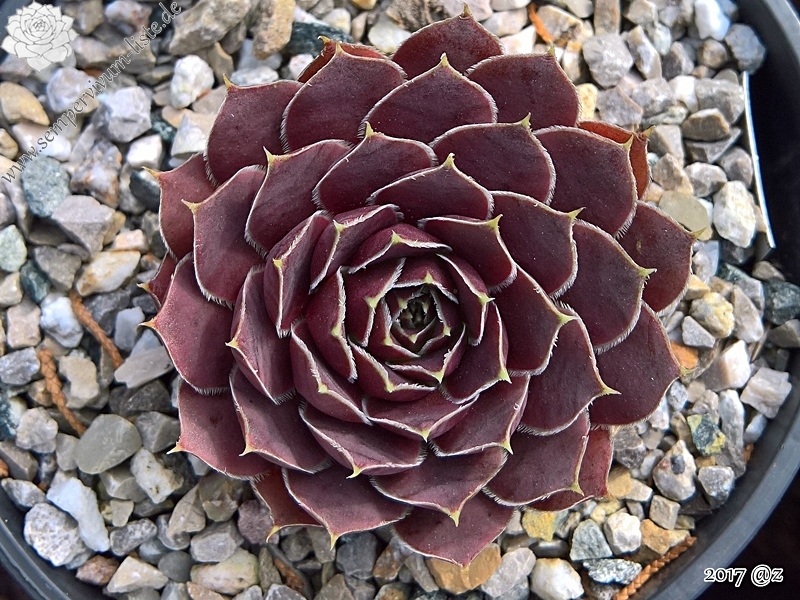 Korspelse Innbar / Jovi