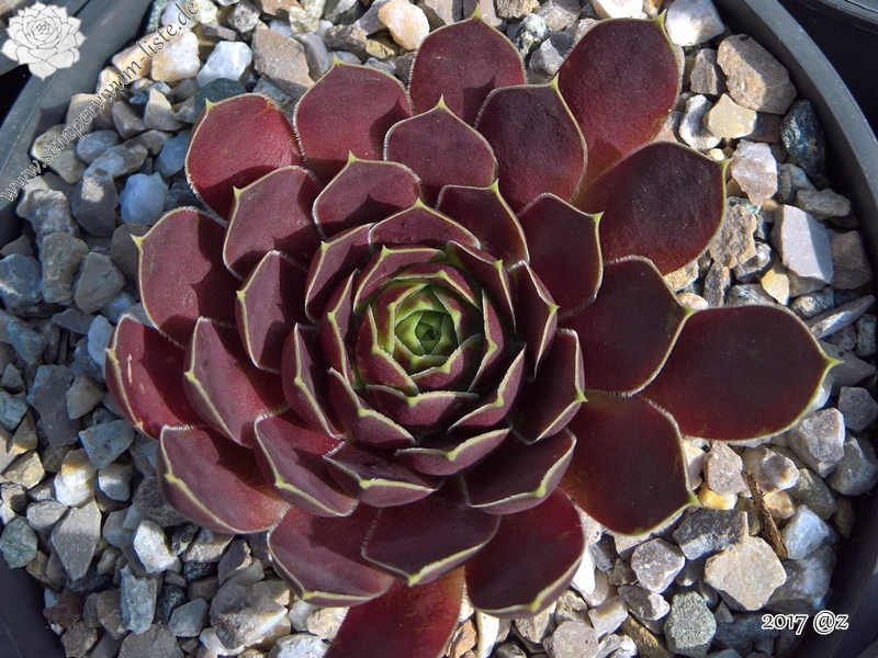 Korspelse Itsaso / Jovi