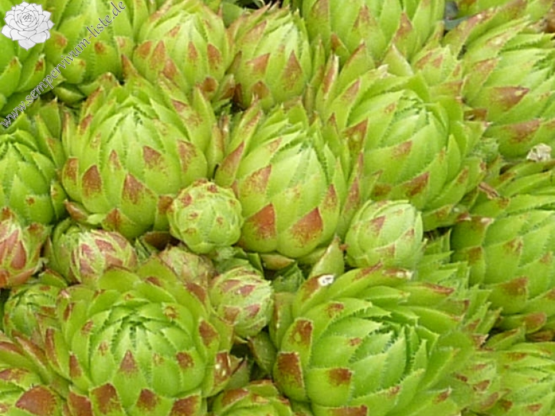 globiferum ssp. hirtum from Abfaltersbach