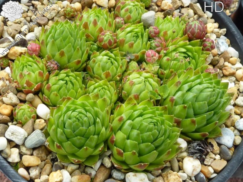 globiferum ssp. hirtum from Aggtelek