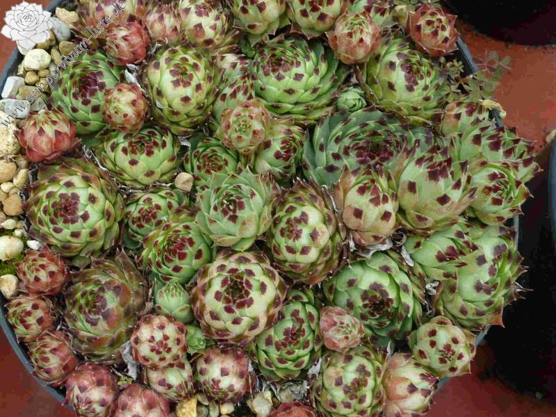 S. calcareum from Alpes de France 1