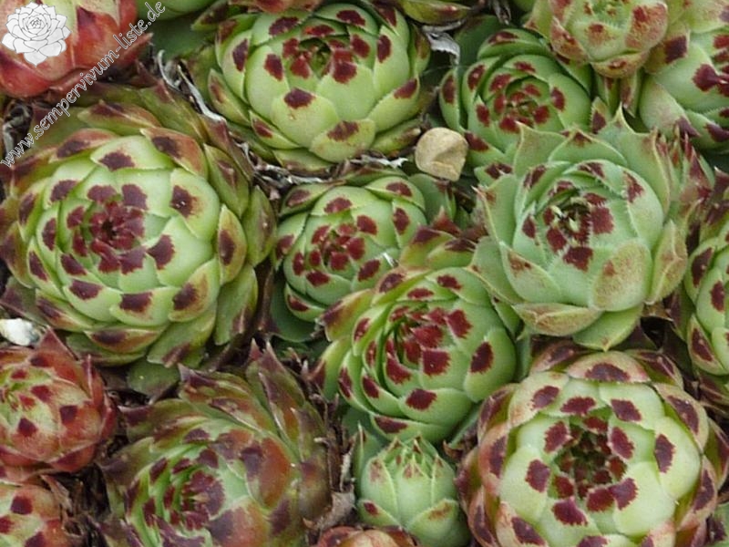 S. calcareum from Alpes de France 2