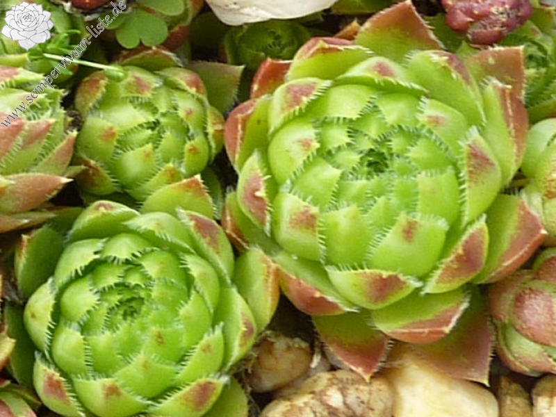 globiferum ssp. hirtum from Anninger Ost