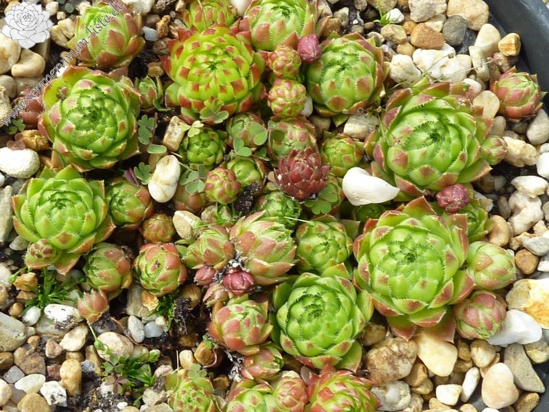 globiferum ssp. hirtum from Anninger Ost