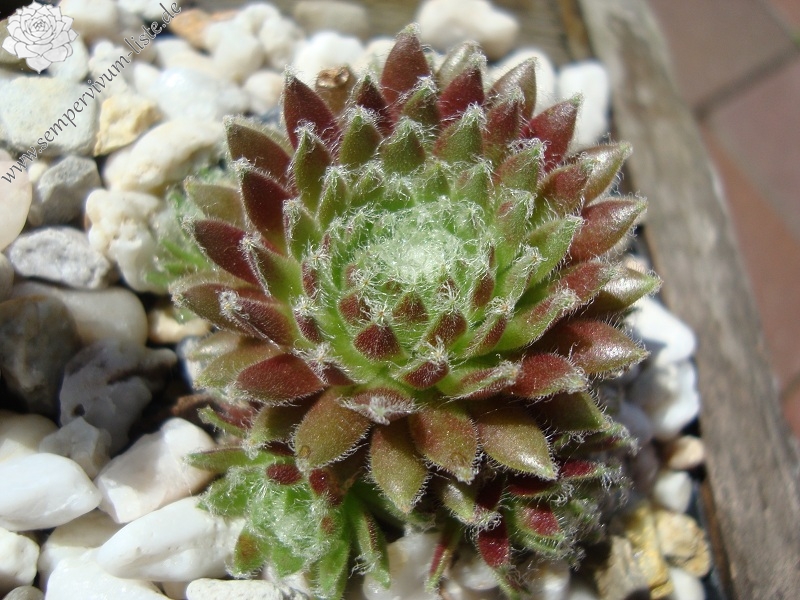 arachnoideum from Gran Paradiso