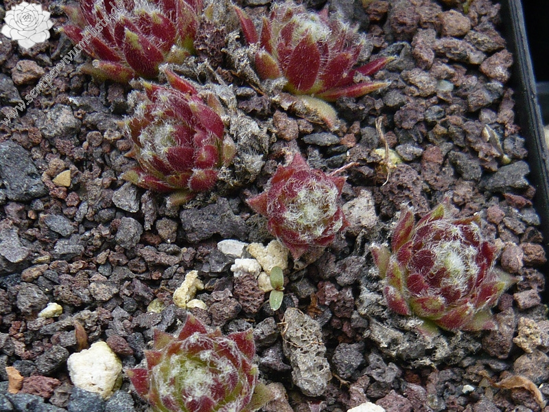 arachnoideum from Gran Paradiso