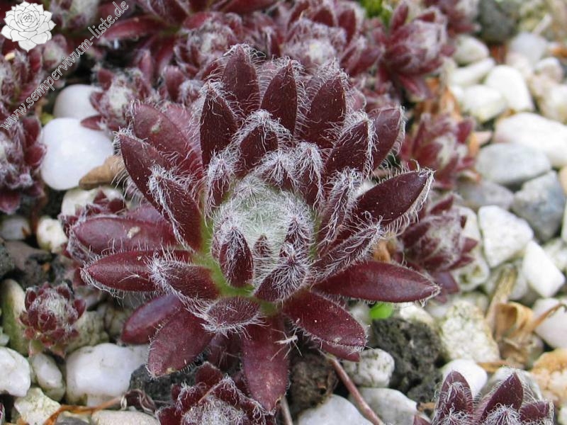 arachnoideum from Gran Paradiso