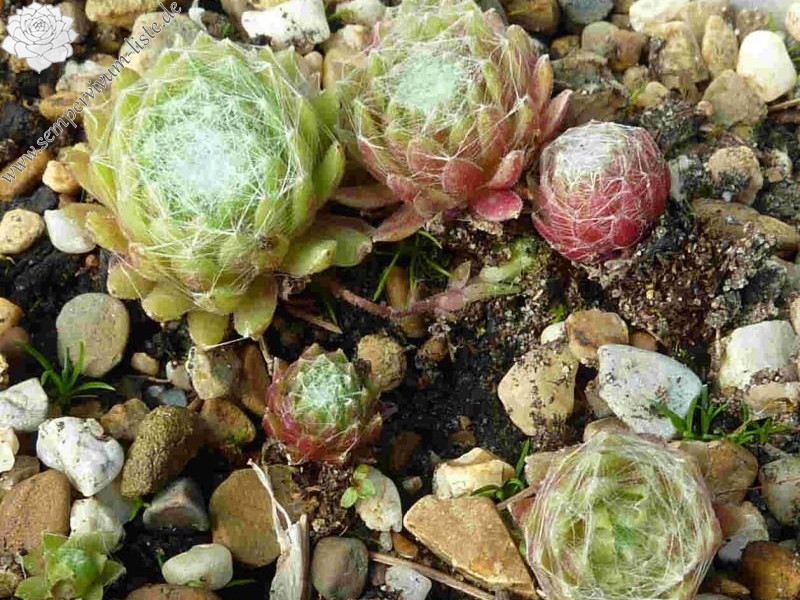 arachnoideum from Gran Paradiso