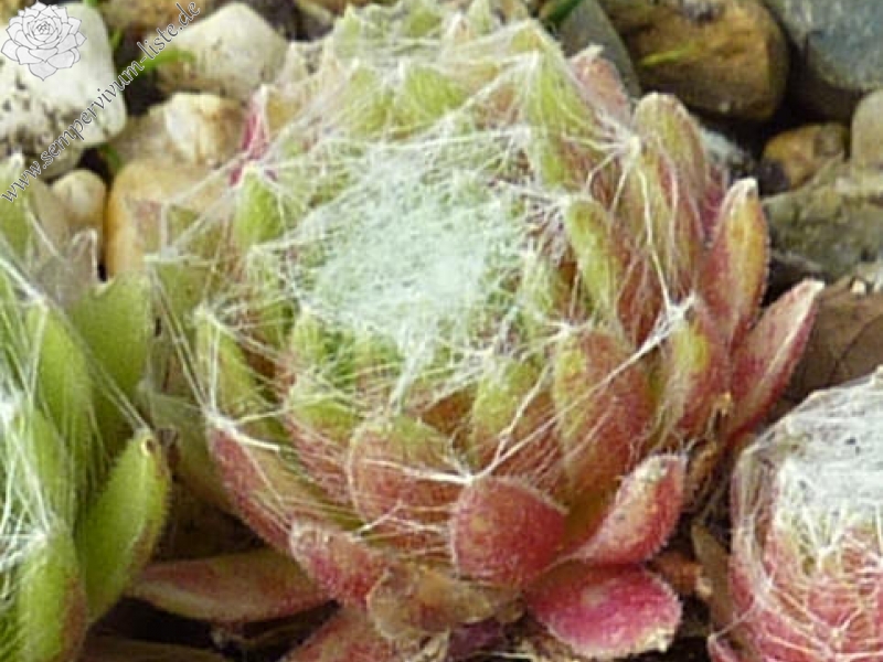 arachnoideum from Gran Paradiso