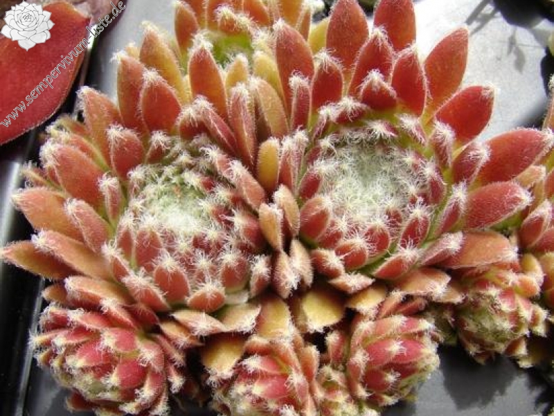 arachnoideum from Gran Paradiso