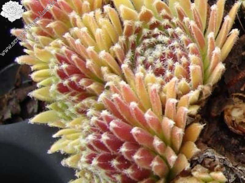 arachnoideum from Gran Paradiso