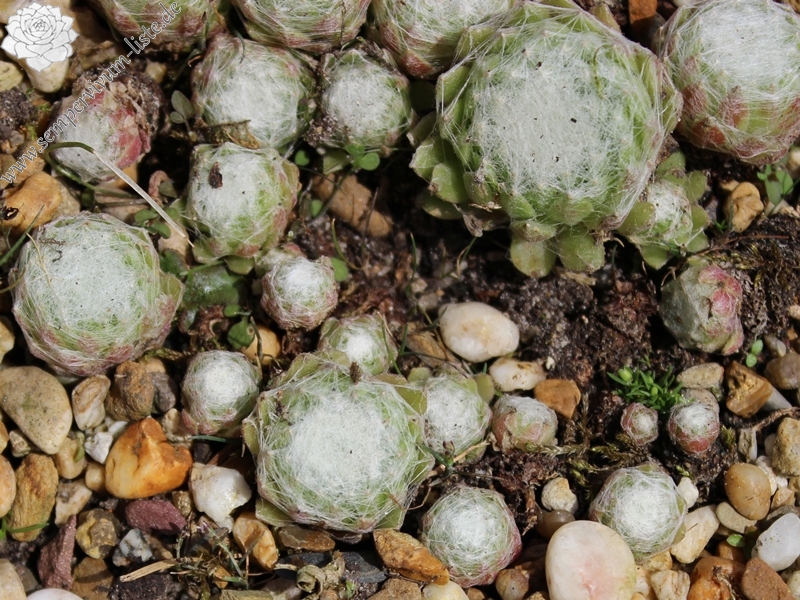 arachnoideum from Guillaumes