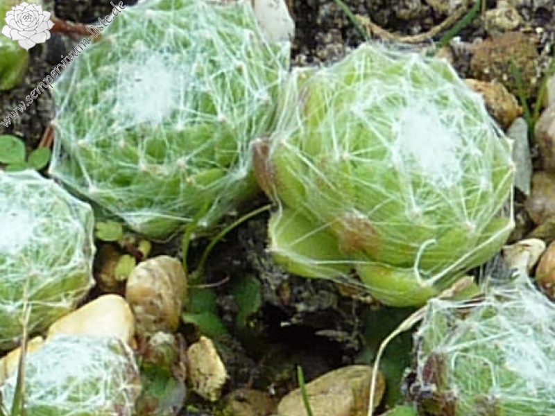 arachnoideum from Hohe Tauern