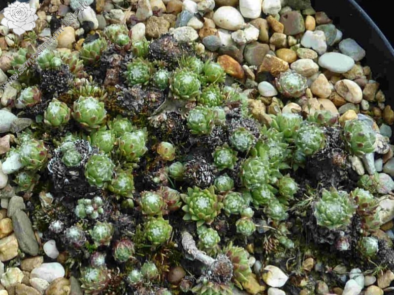 arachnoideum from Jaufental