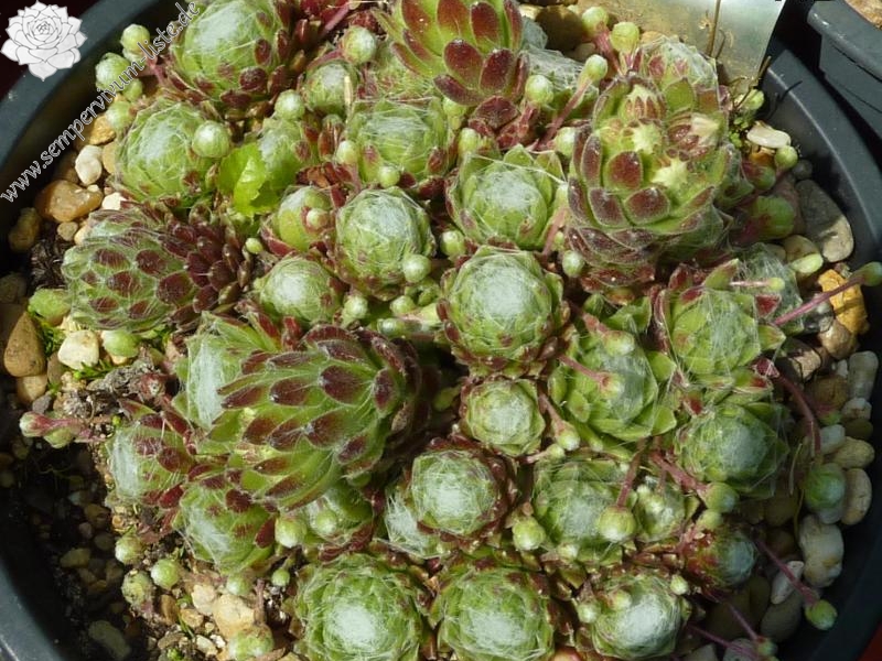 arachnoideum from Kleiner Sankt Bernhard