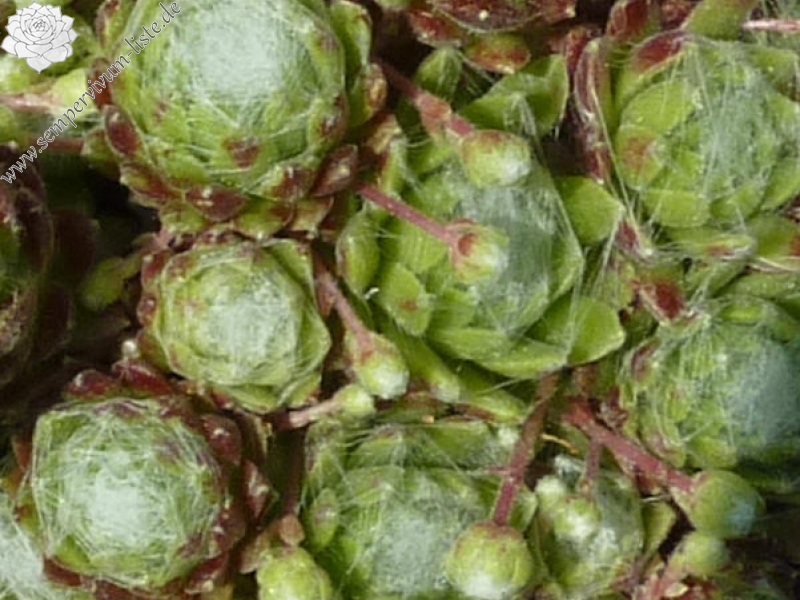 arachnoideum from Kleiner Sankt Bernhard