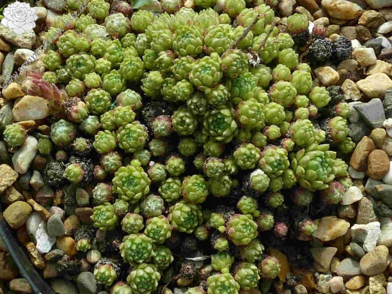 arachnoideum from Lagos Panticosa