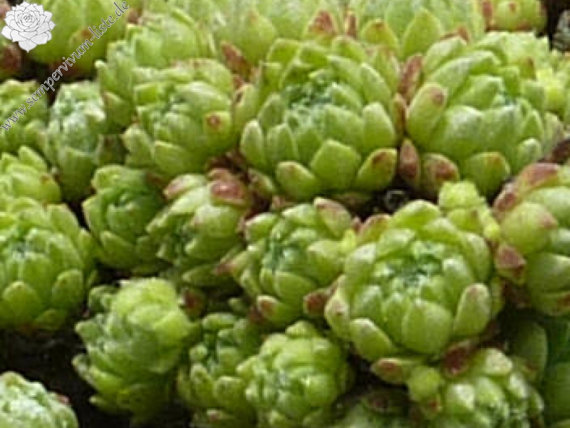 arachnoideum from Lagos Panticosa