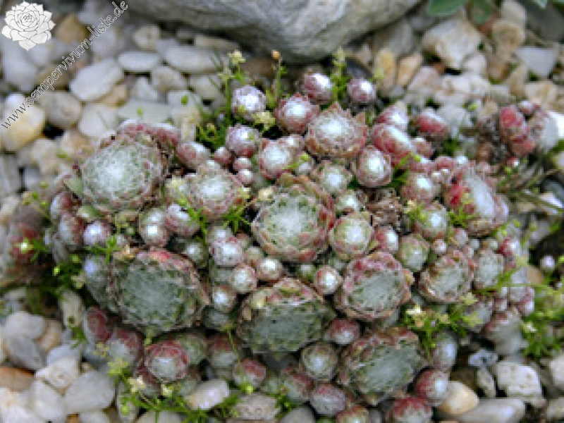 arachnoideum from Latscher Sonnenberg