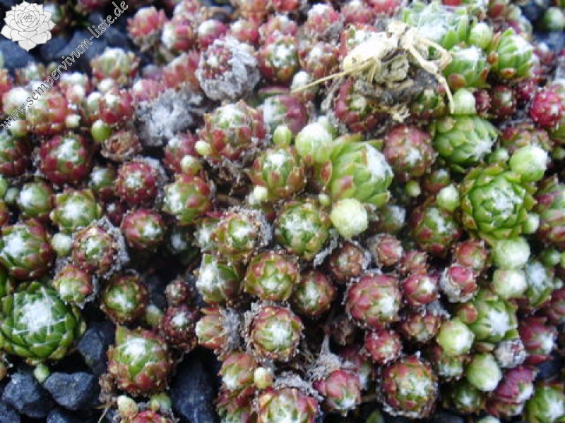 arachnoideum from Maloja