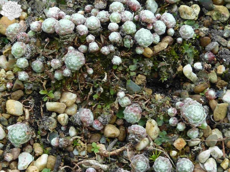 arachnoideum from Martelltal