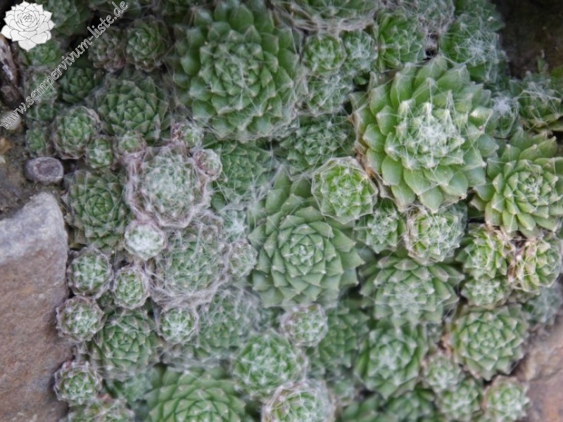 arachnoideum from Martelltal