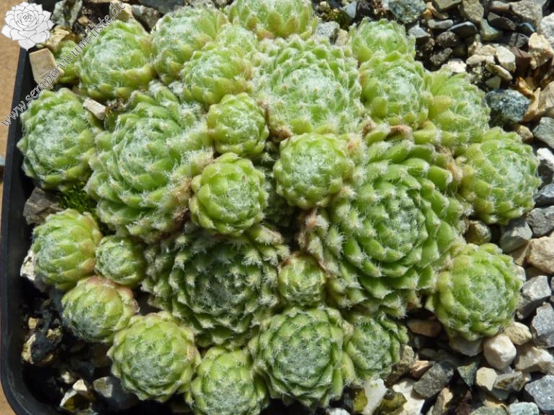 arachnoideum from Mont Cervin