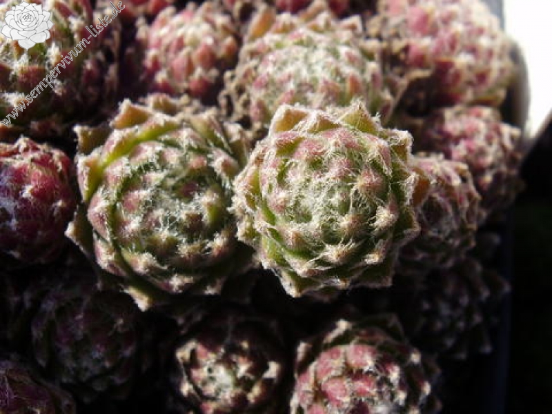 arachnoideum from Mont Cervin