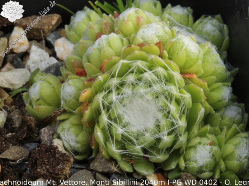 arachnoideum from Monte Vettore
